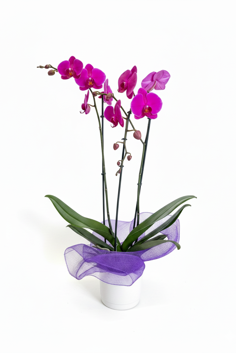 Pink orchid plant in a white pot with purple decorative bow on a white background