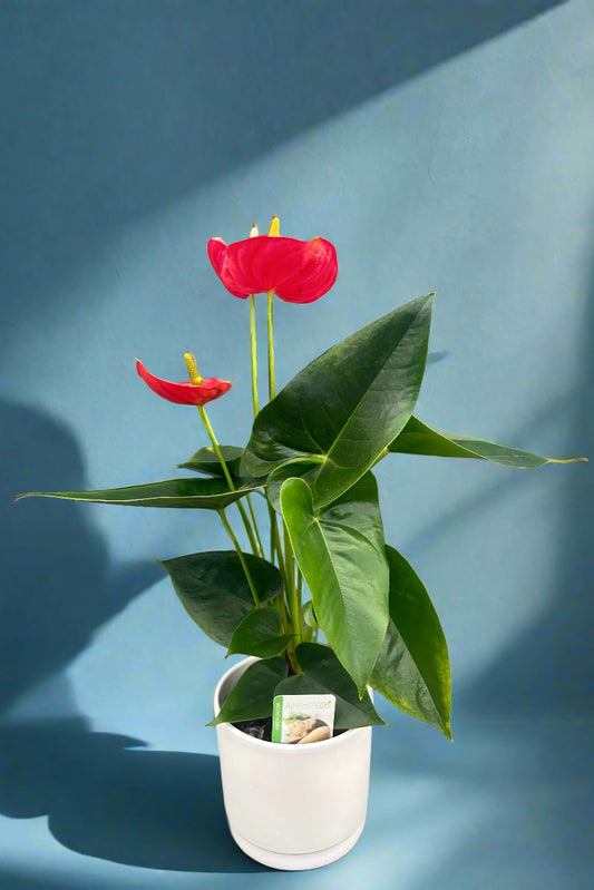 Anthurium 1