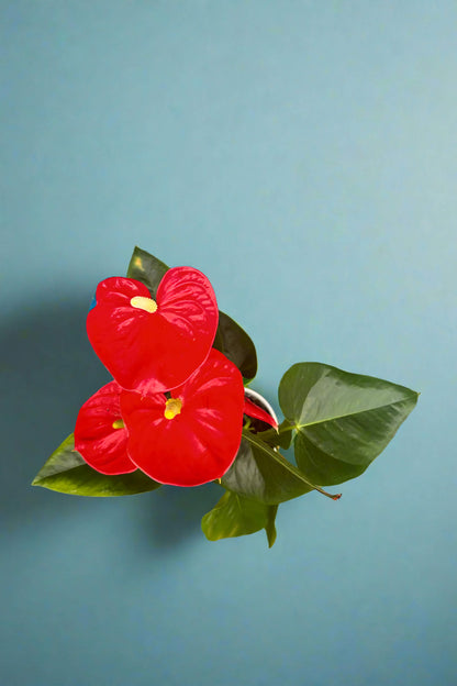 Anthurium from abvoe