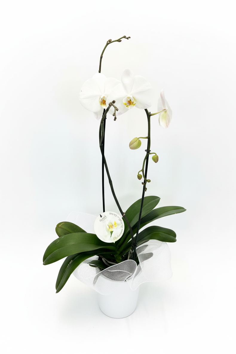 White orchid plant in a pot on a white background