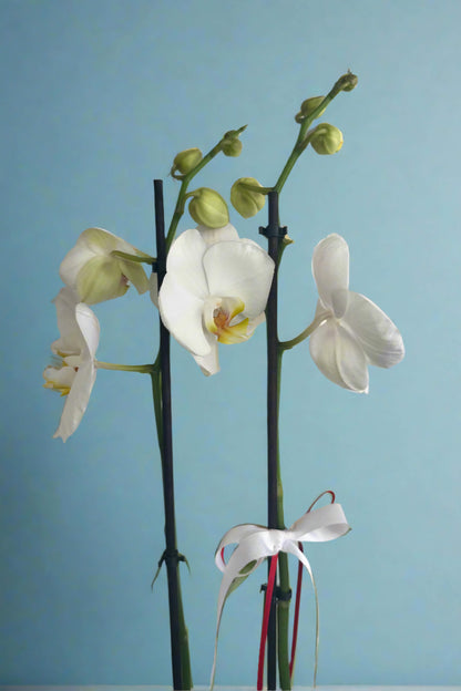 White Orchid